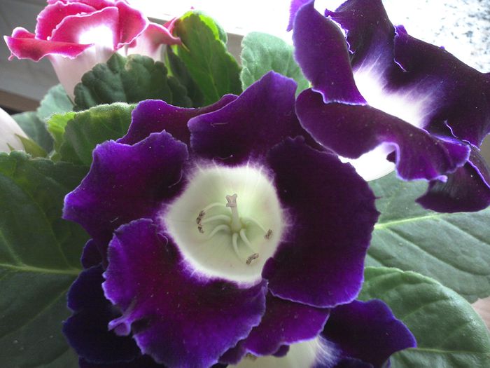 WIN_20150618_181608 - gloxinia