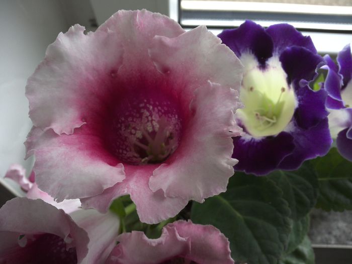 WIN_20150618_181518 - gloxinia