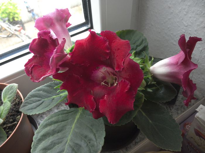 WIN_20150618_181331 - gloxinia