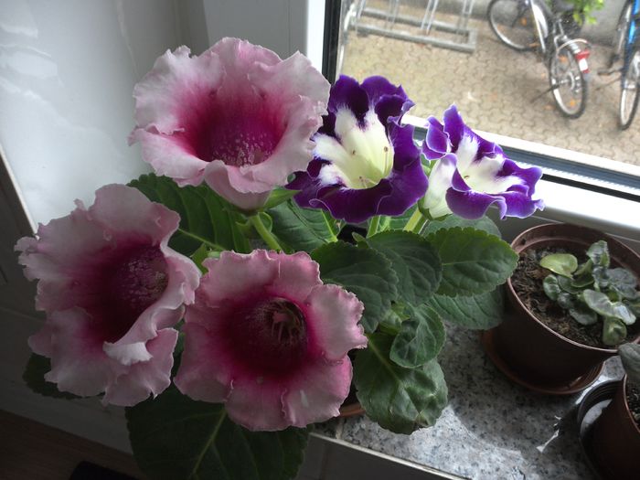 WIN_20150618_181310 - gloxinia