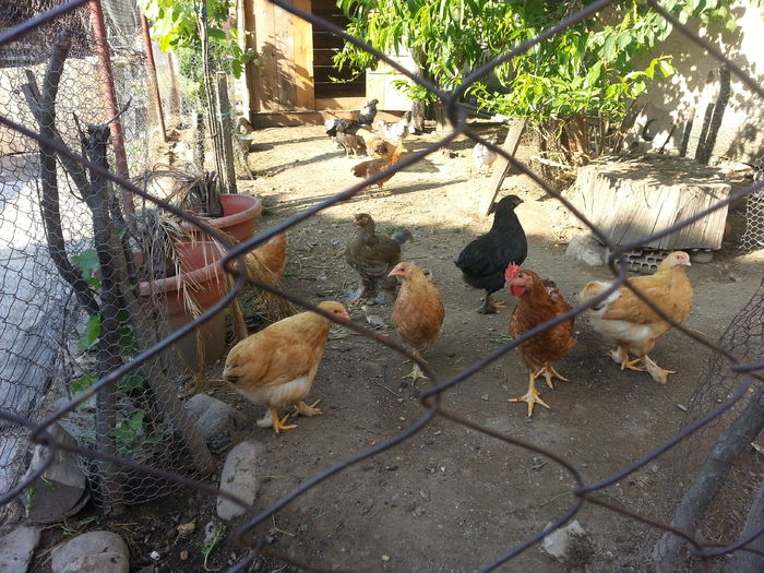 brahma 2845