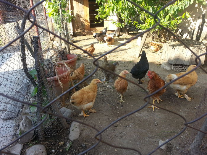 brahma 2840