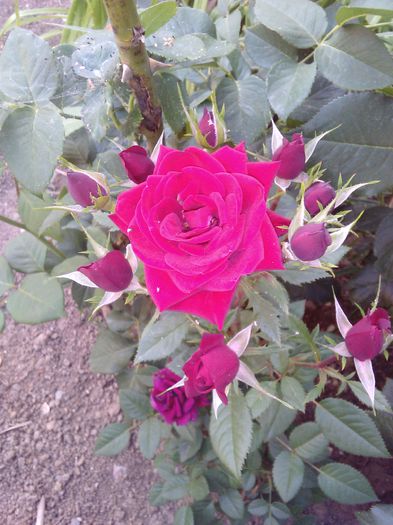 trandafir pitic