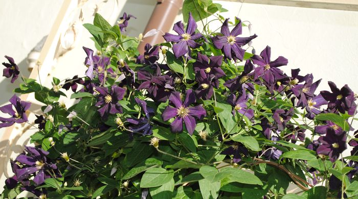 clematis Romantika