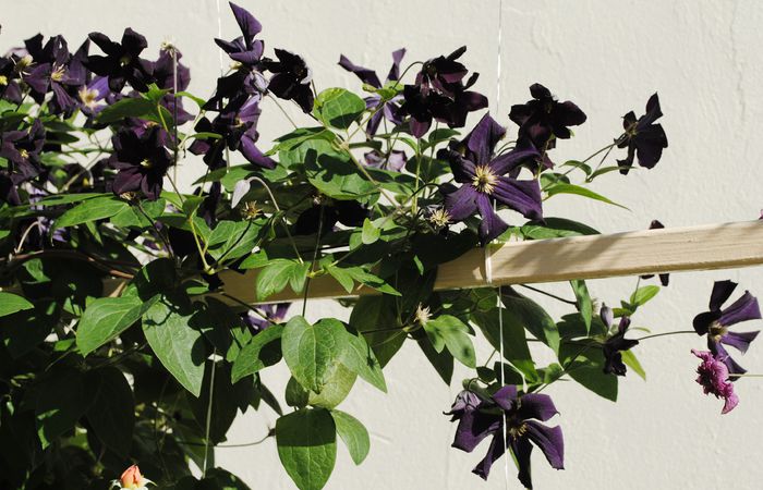clematis Romantika
