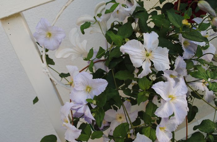 clematis Blue Angel