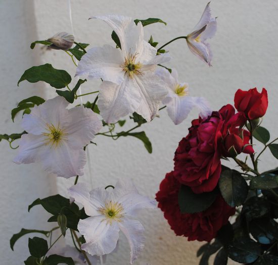 clematis Blue Angel