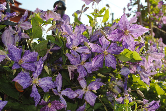 clematis Tie Dye