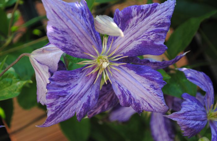 clematis Tie Dye