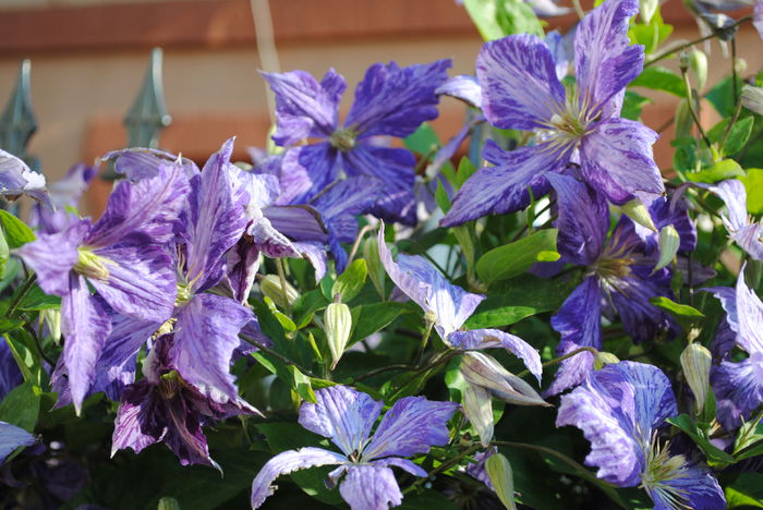 clematis Tie Dye