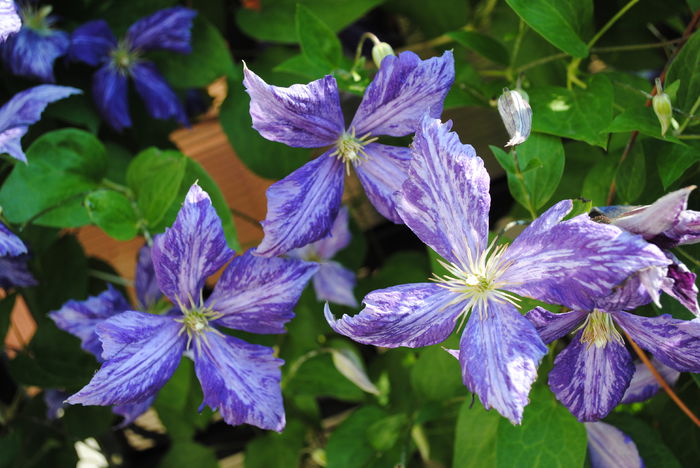 clematis Tie Dye