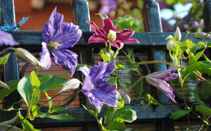 clematis Tie Dye si  Sunset