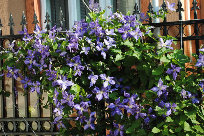 clematis Tie Dye(anul2)