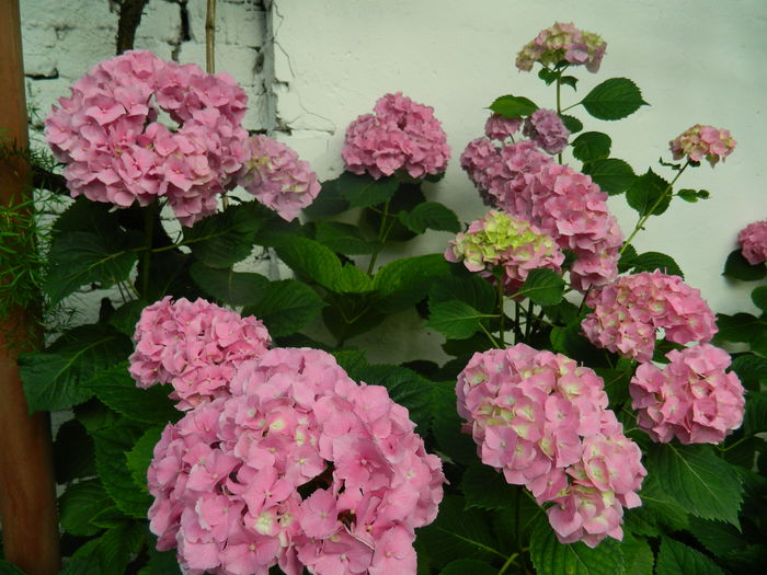 DSCN0712 - 2015_3_IUNIE