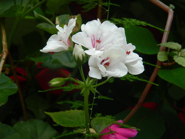 DSCN0724 - 2015_3_IUNIE