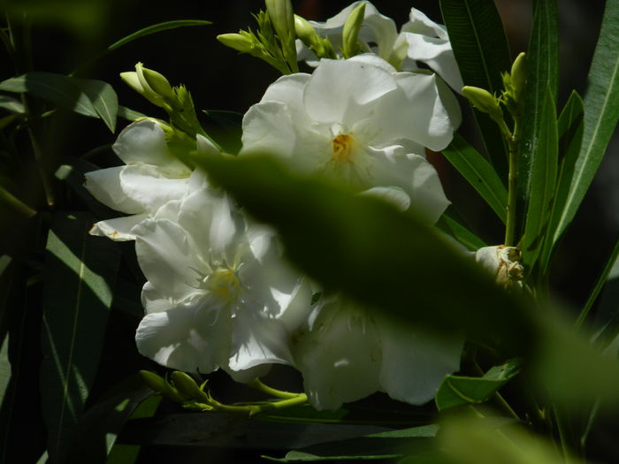 DSCN0874 - 2015_3_IUNIE