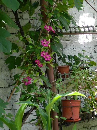 DSCN0876 - 2015_3_IUNIE