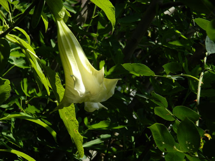 DSCN0885 - 2015_3_IUNIE