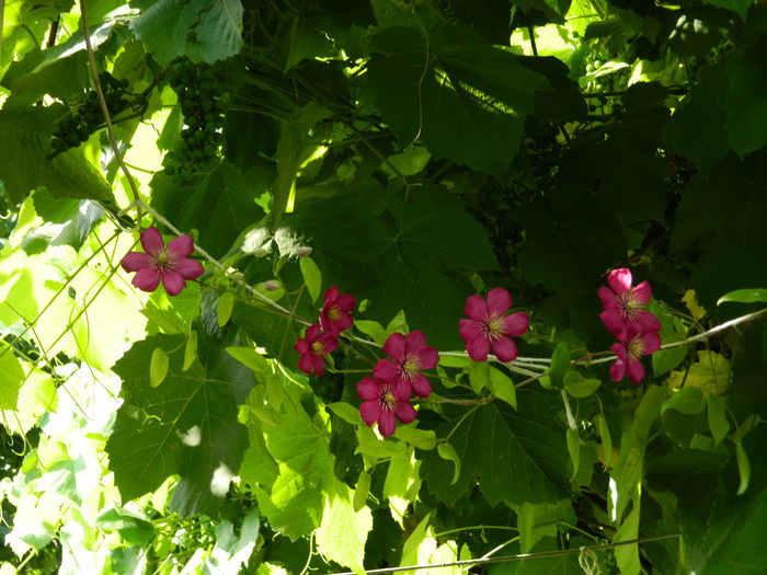DSCN0915 - 2015_3_IUNIE