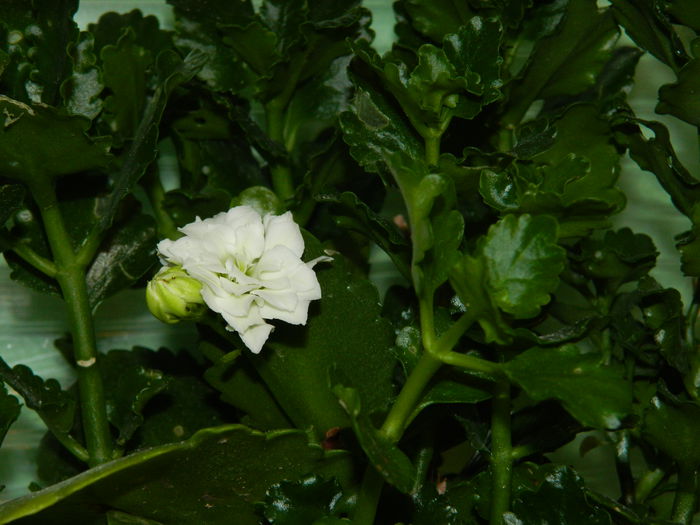 DSCN0928 - 2015_3_IUNIE