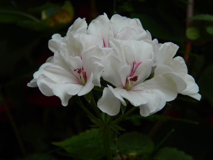 DSCN0934 - 2015_3_IUNIE