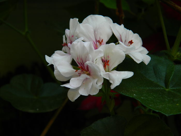 DSCN0935 - 2015_3_IUNIE
