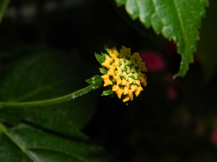 DSCN0939 - 2015_3_IUNIE