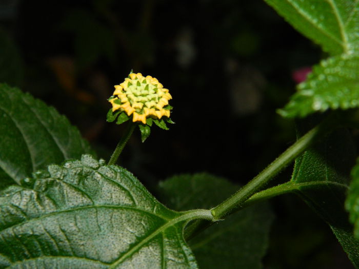 DSCN0940 - 2015_3_IUNIE