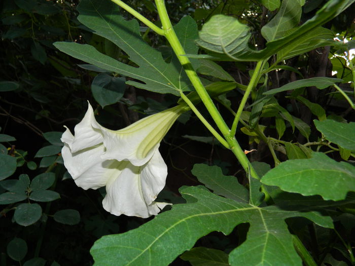 DSCN0945 - 2015_3_IUNIE