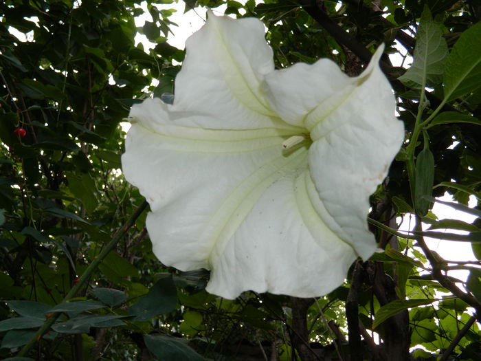 DSCN0946 - 2015_3_IUNIE