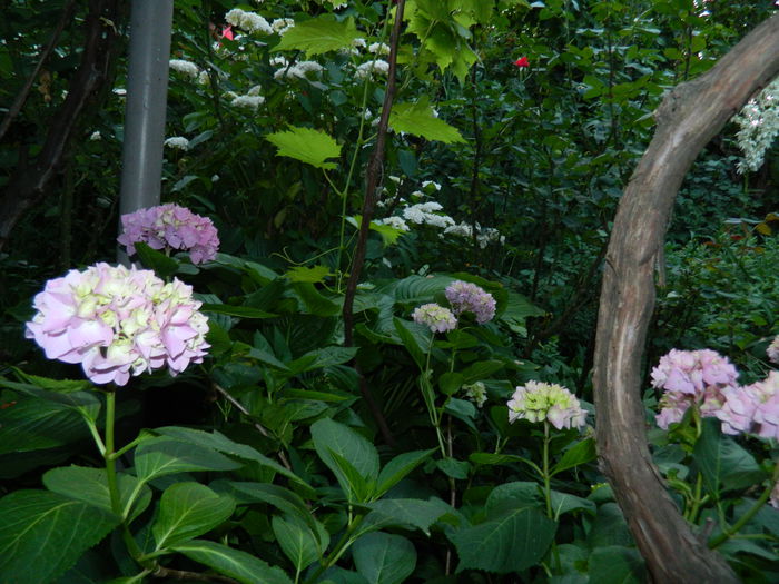 DSCN0980 - 2015_3_IUNIE