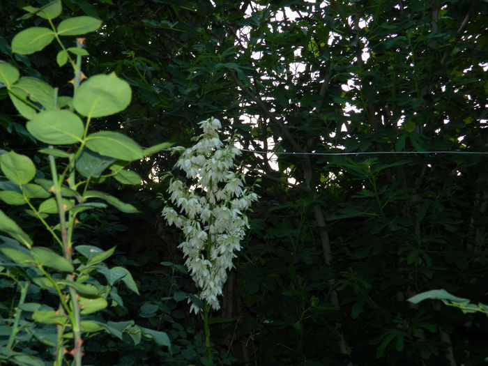 DSCN0982 - 2015_3_IUNIE