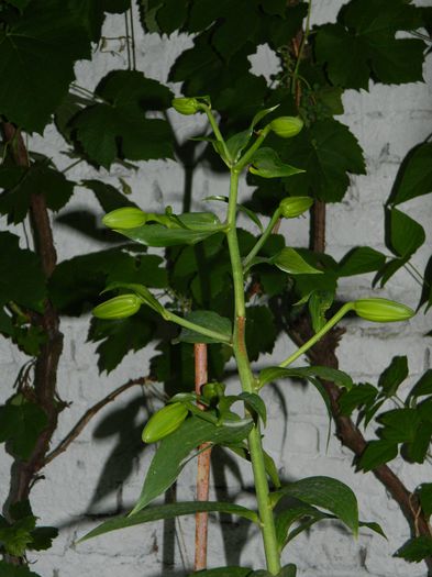 DSCN0984 - 2015_3_IUNIE