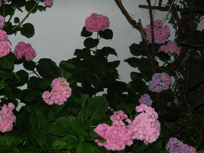 DSCN0988 - 2015_3_IUNIE