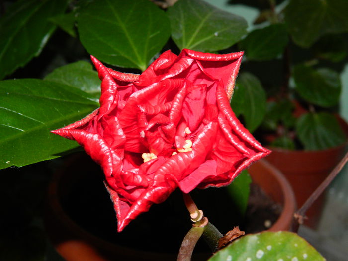 DSCN0990 - 2015_3_IUNIE