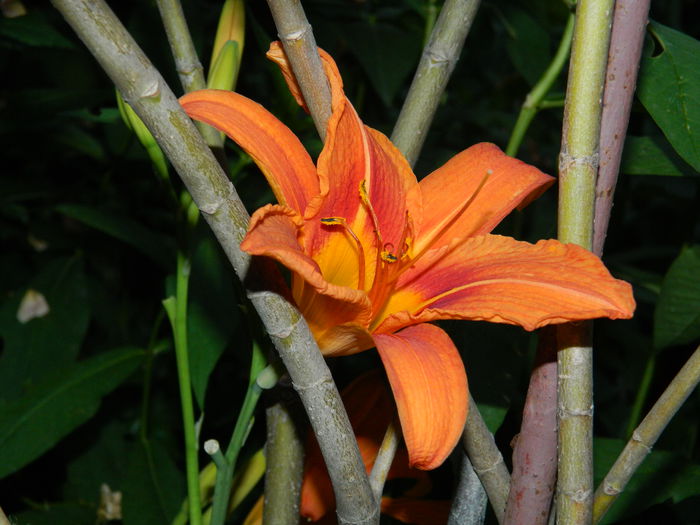 DSCN1014 - 2015_3_IUNIE