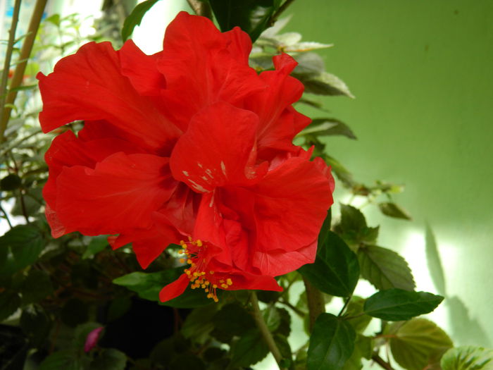 DSCN1018 - 2015_3_IUNIE