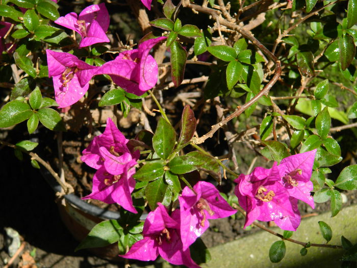 DSCN1021 - 2015_3_IUNIE