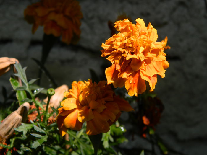 DSCN1023 - 2015_3_IUNIE