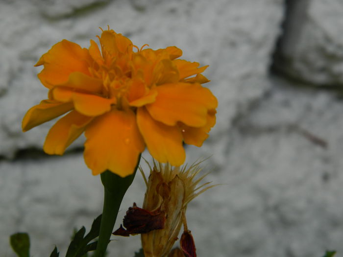 DSCN1024 - 2015_3_IUNIE