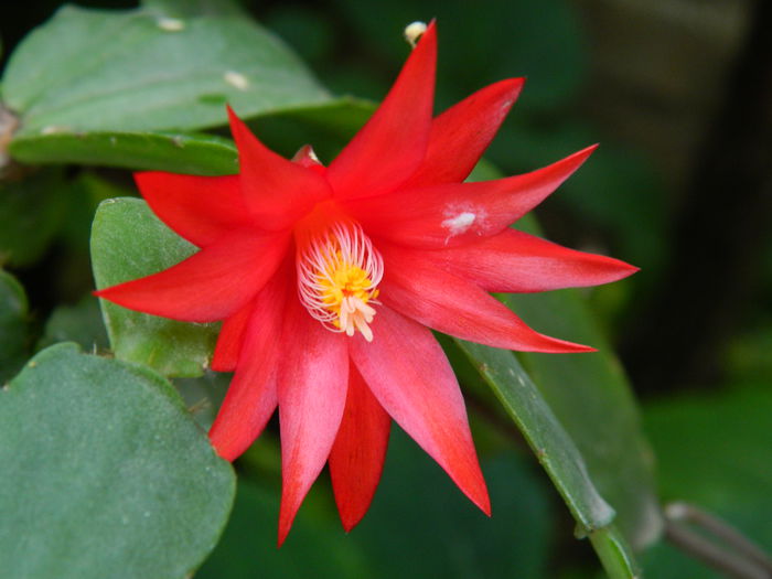 DSCN1027 - 2015_3_IUNIE