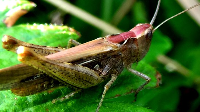 DSC06545 - MACRO II