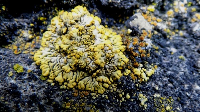 DSC06555 - MACRO II