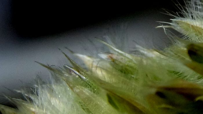 DSC06571 - MACRO II