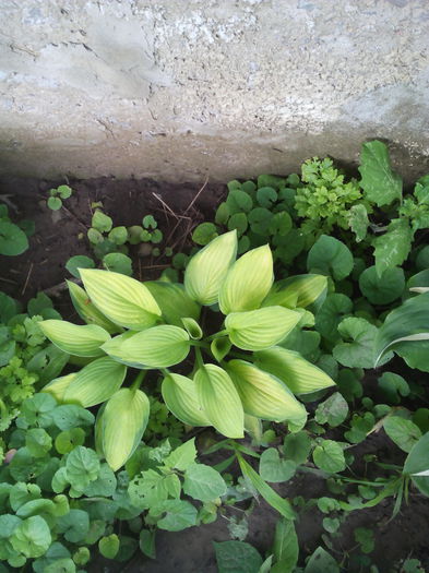 IMG_20150617_084537 - HOSTA inceput de colectie