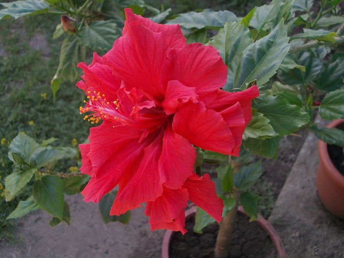 Red 2015 - 0001 - H - Hibiscus