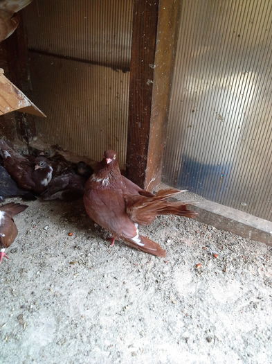 20150618_153015 - CASTANII DE CRAIOVA