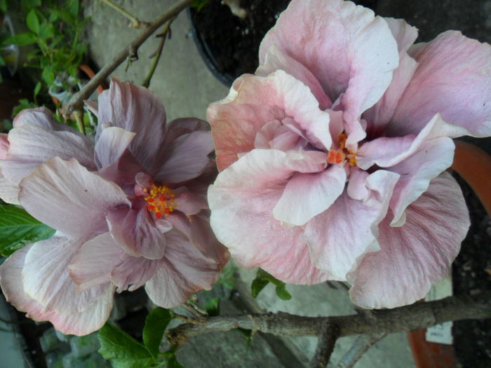 SAM_6221 - hibiscusi 2015-3