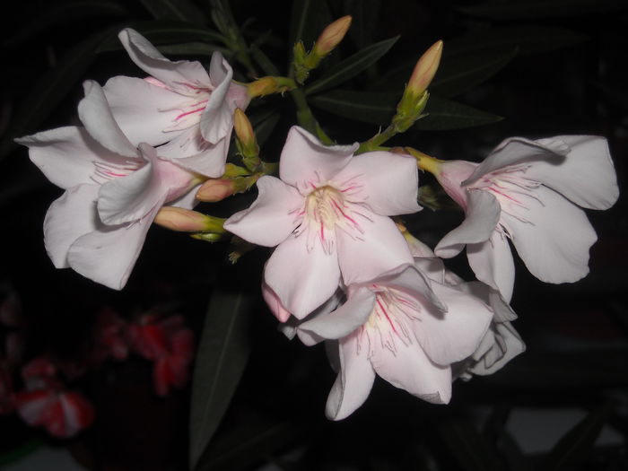  - 0 Zambetul florilor