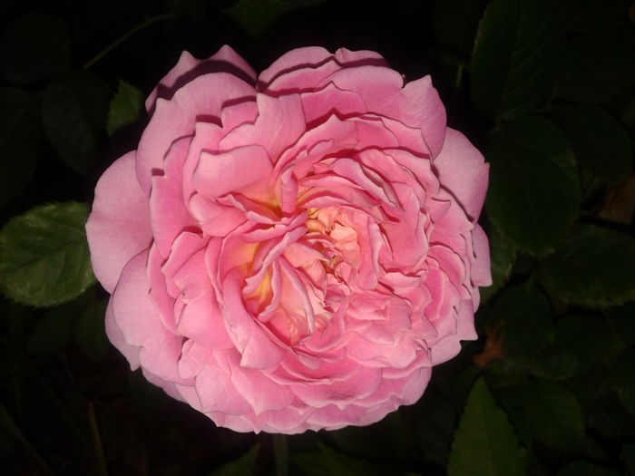 20150618_203530 - English rose-Jubilee Celebration